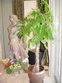 Money Tree
